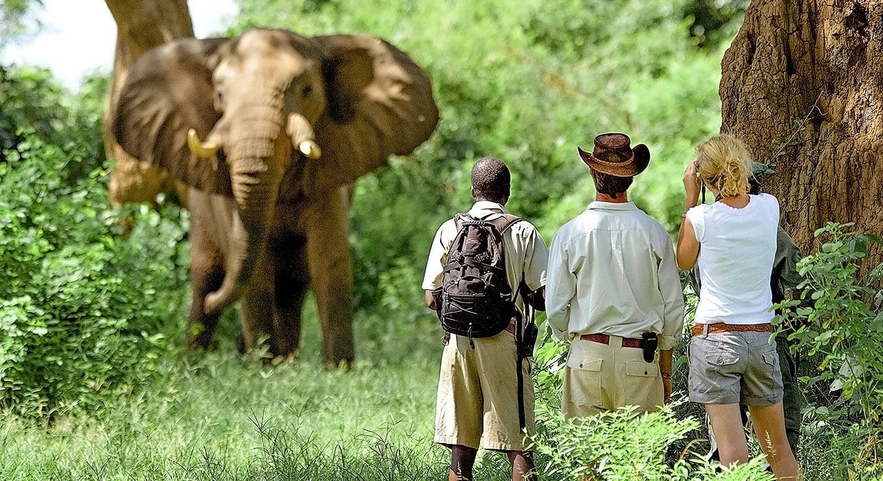 slidezambiaelephantsafaripano
